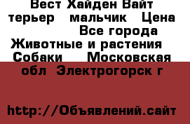 Вест Хайден Вайт терьер - мальчик › Цена ­ 35 000 - Все города Животные и растения » Собаки   . Московская обл.,Электрогорск г.